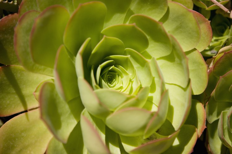 Las Adenium obesum son una planta carnosa que se da bien en la mayoría de los climas.