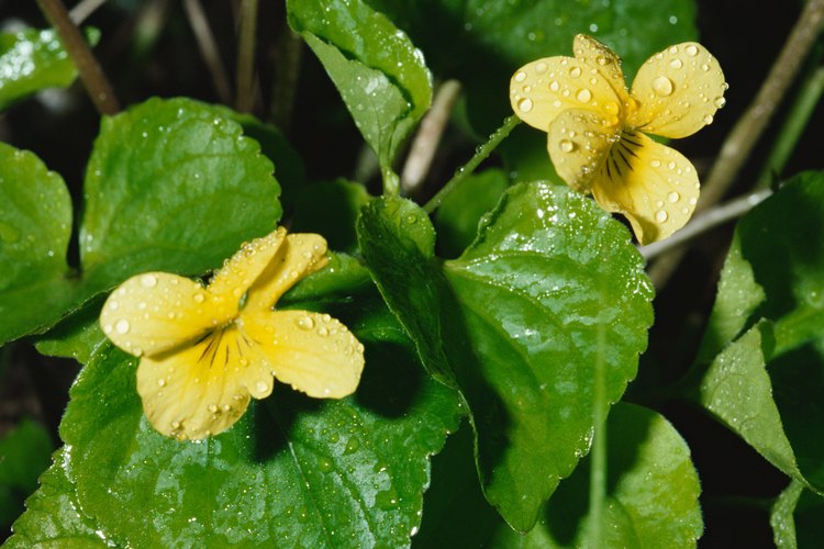 Las violas tienen flores más pequeñas que los pensamientos.