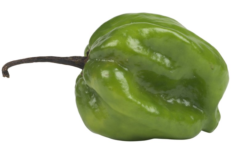 Los chiles poblanos, fáciles de cultivar, le dan sabor a diferentes platos.