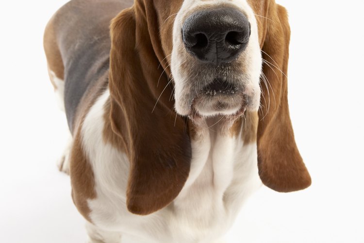 El catecismo no contiene una respuesta definitiva respecto a la vida eterna de los perros.