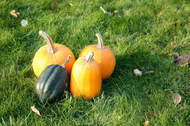 Usa calabazas para los juegos del Día de Acción de Gracias.