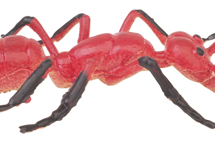 Algunas "mordeduras" de araña son realmente picaduras de pinchers.