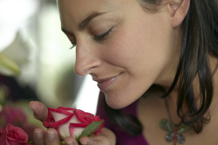 Propaga las rosas de tu jardín.