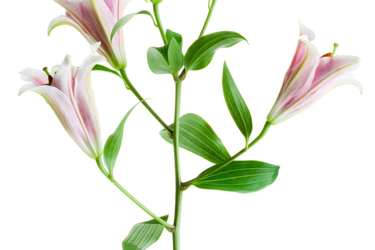 Planta varios tipos de lirios en tu jardín.