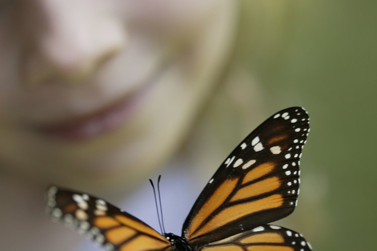 Una visita a un jardín de mariposas anima a los niños a observar mariposas reales en sus hábitats naturales.