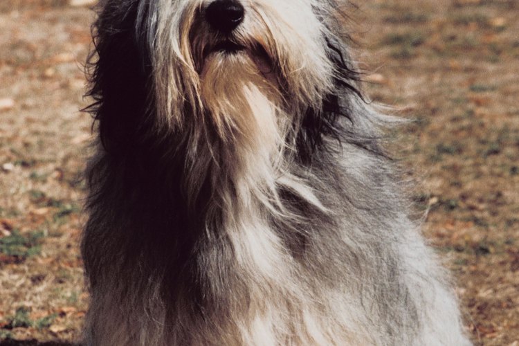Existen varias razas de perros con pelo largo y lanudos como este collie barbudo.
