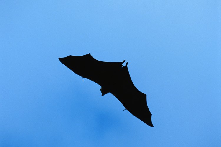 Según AnimalTourism.com, hay 47 especies diferentes de murciélagos en los Estados Unidos.