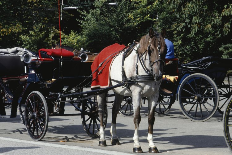 Los planos de carros de caballo deben ser seguidos al pie de la letra para obtener la máxima seguridad tanto para el caballo, como para el conductor.