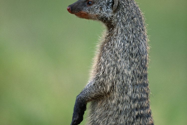 Animales no nativos.