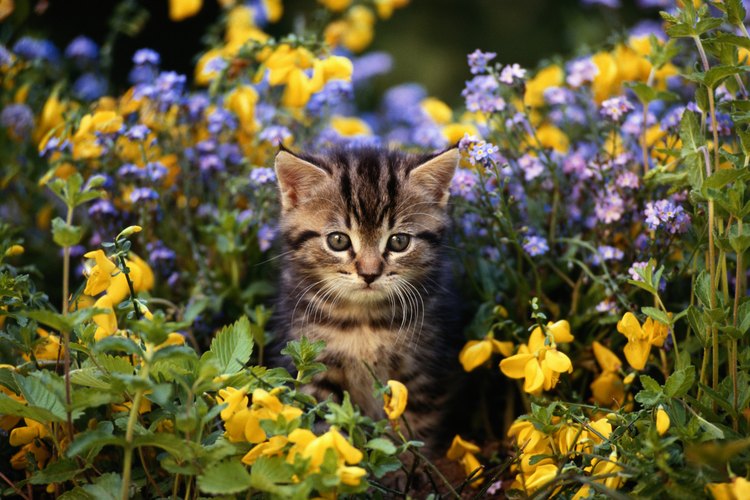 Los gatos son lindos pero pueden hacer que tu patio huela muy mal.