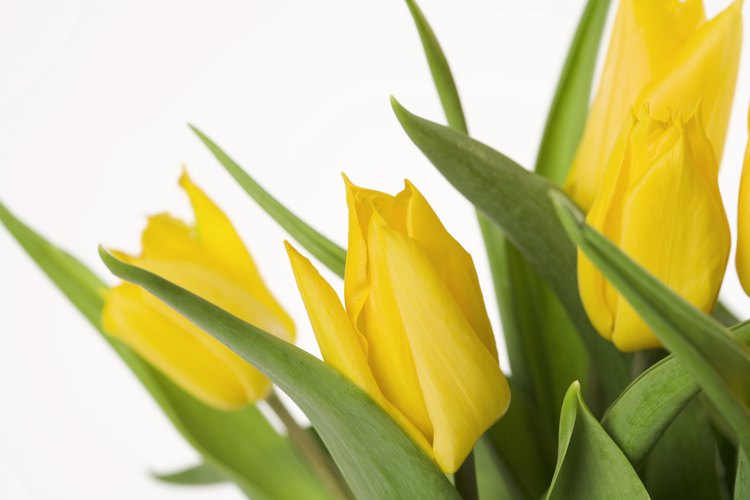 El tulipán es un ejemplo de una planta de bulbo.