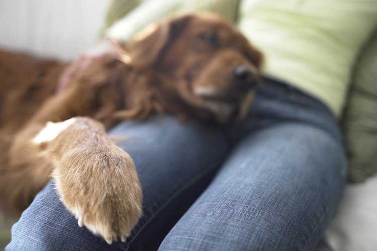 Los perros usan sus patas para llamar a su amo.