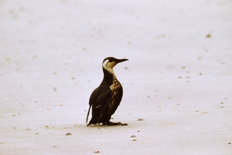 Miles de aves marinas quedaron varadas debido al petróleo en sus plumas.