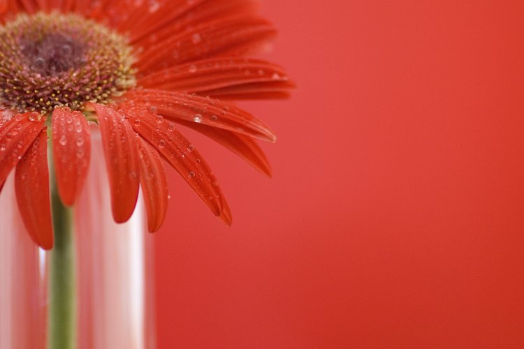 Llena un vaso o un florero con agua templada y añade unas gotas de colorante para alimentos.
