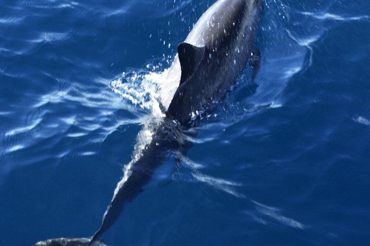 Puedes ganarte la vida entrenando delfines.