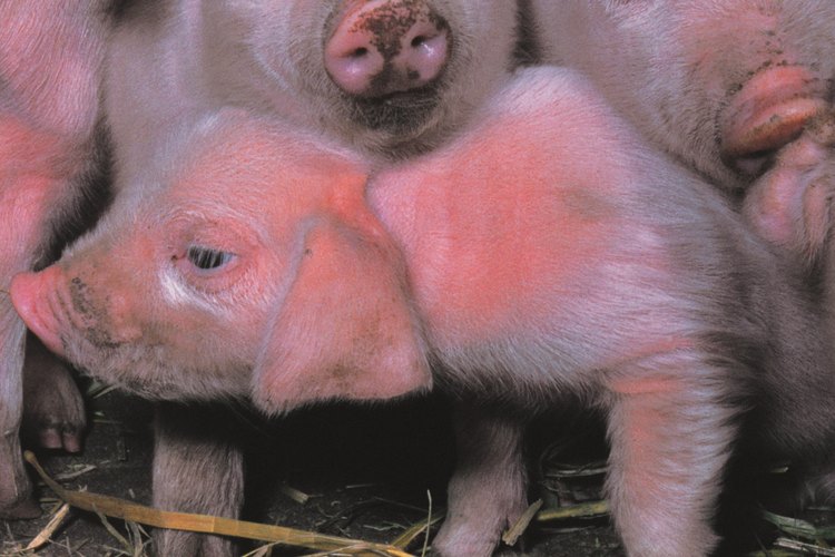 Haz un cerdo rosa.