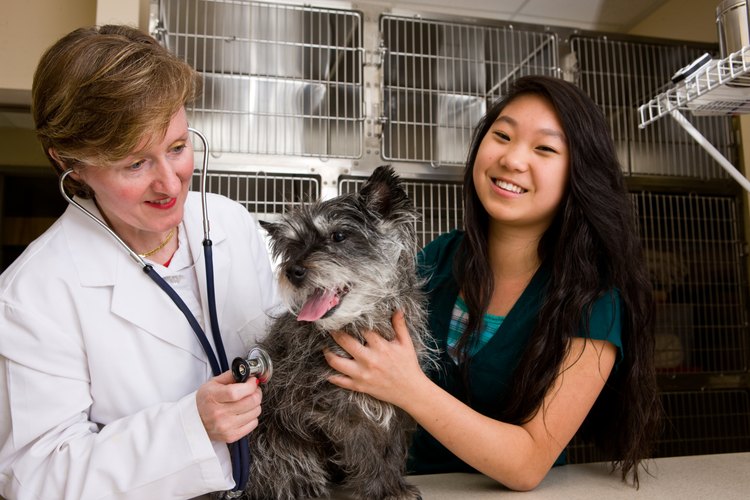 Lleva a tu perro al veterinario.