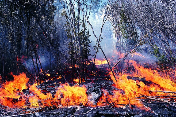 Los incendios que ocurren en la naturaleza pueden restaurar el equilibrio ecológico y facilitar la regeneración.