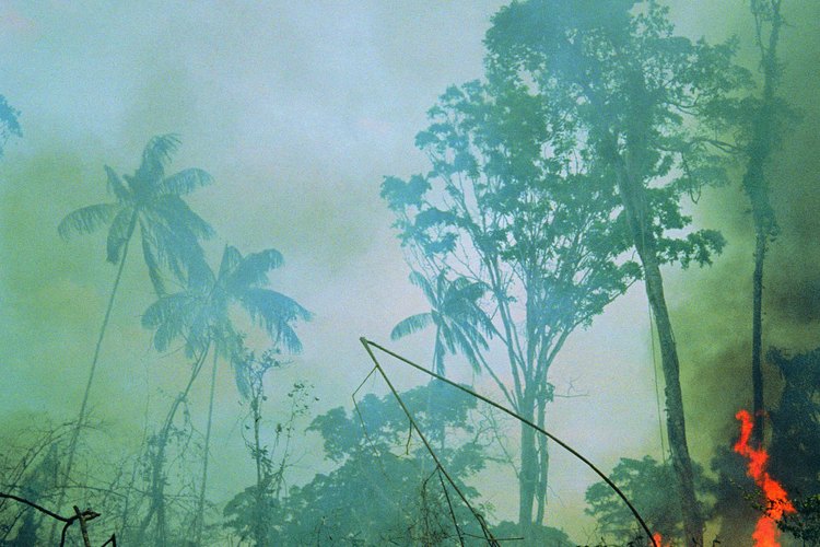 Incendio forestal