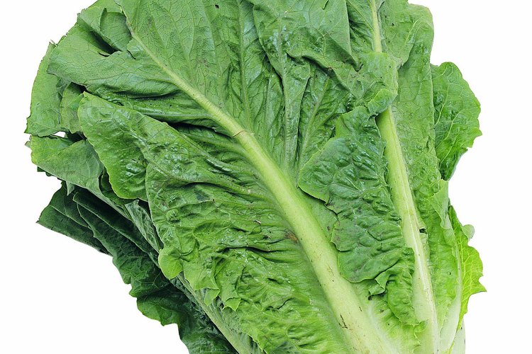 La lechuga romana forma una cabeza erguida.