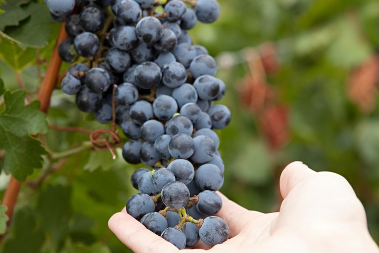 Los viñedos comerciales producen grandes cantidades de uvas sembrando estacas o injertos.