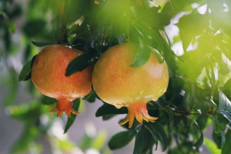 Los granados producen frutos duros, descascarados densamente, como gemas.