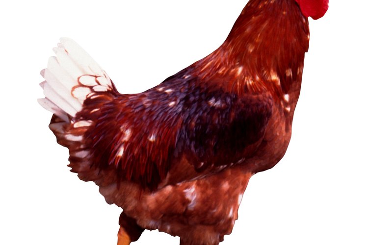 Elige el alimento adecuado para tus aves.
