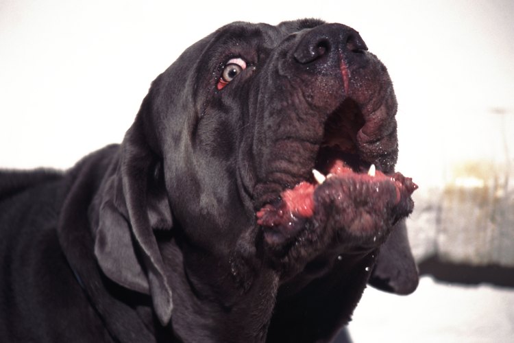 Identifica los signos para saber si un perro va a atacar.