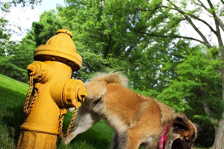 Los perros machos marcan territorio al orinar; si lo hacen en cuclillas, el césped y las plantas sufren.