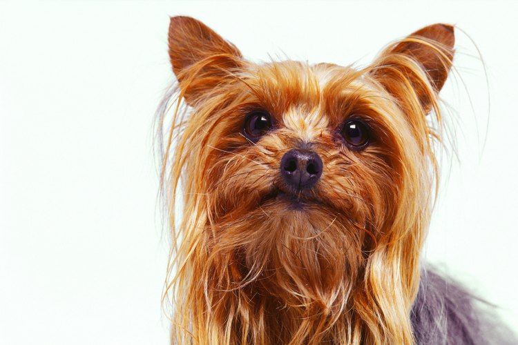 La mayoría de los terrier conservan su pelaje sin importar el largo.