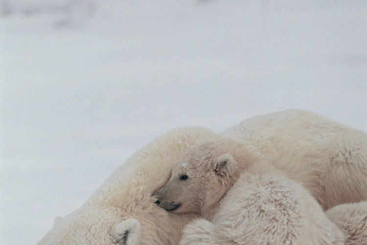 Los cambios climáticos en los hábitats de los osos polares los podrían llevar a la extinción en 2050.