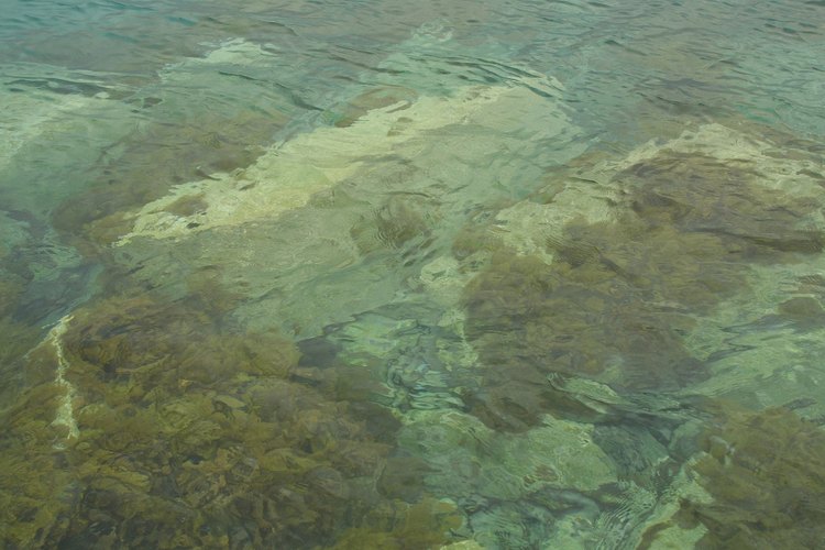 Las algas pardas a menudo se adhieren a las rocas debajo del agua.