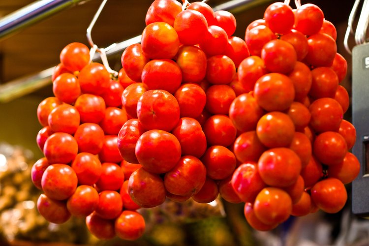 Los tomates pequeños crecen en contenedores.