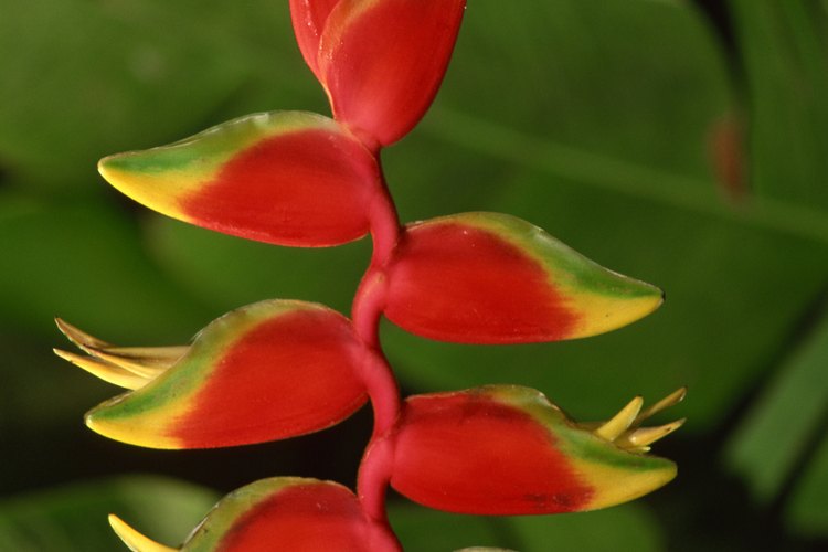 Las flores del árbol de plátano son tan llamativas como el resto de la planta.