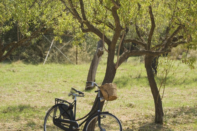 Un árbol que crece torcido permanecerá torcido.