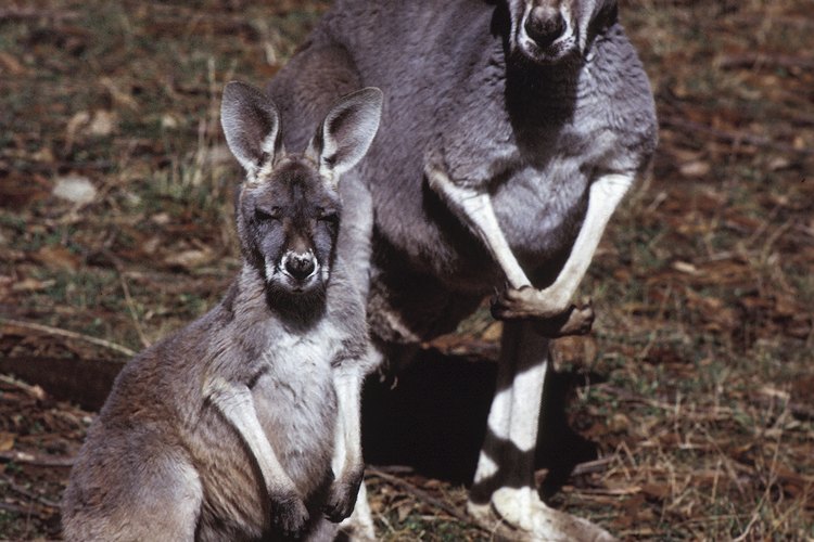 Los canguros son una especie del género marsupial.