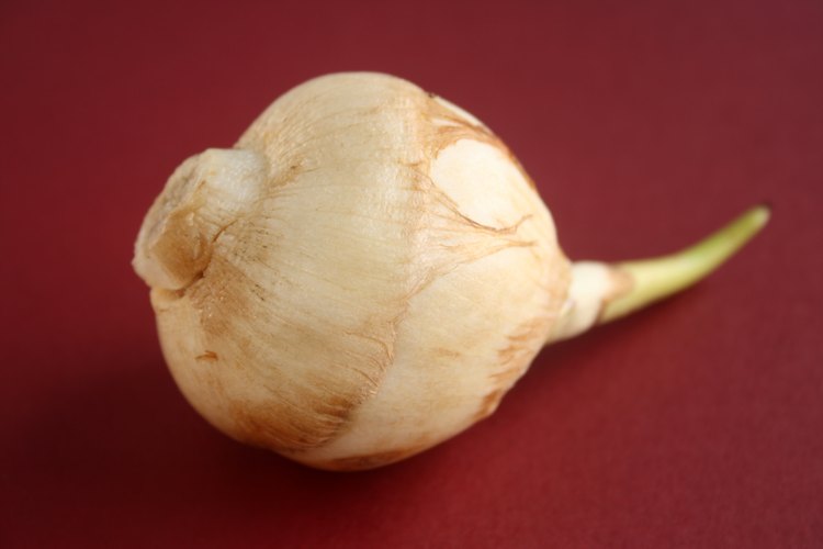 Toma cercana de un arrurruz.