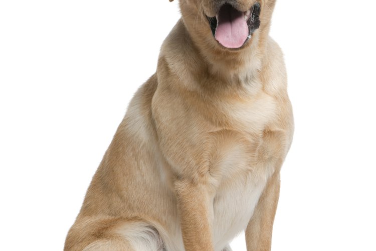 Si tienes un perro que necesita inyecciones, deberías aprender a ponerle una intramuscular.