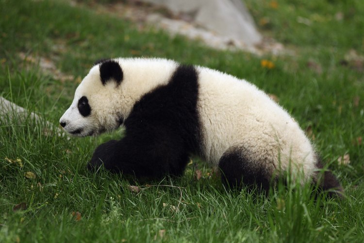 Bebé panda