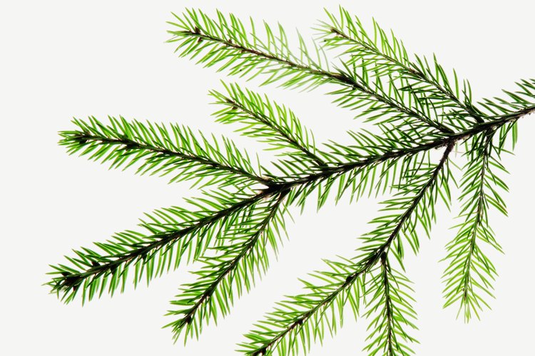 El verde bosque es una color de base versátil para tu decoración.