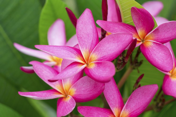 Frangipani rosa con hojas verdes de fondo.