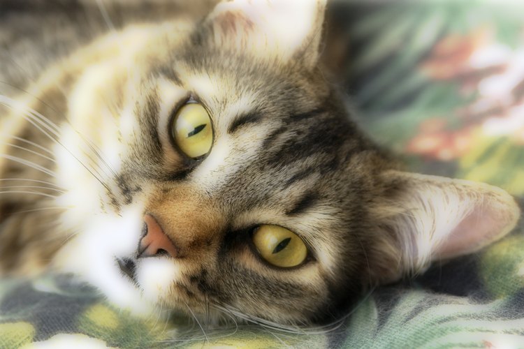 Debes asegurarte de que tu gato está feliz y saludable.