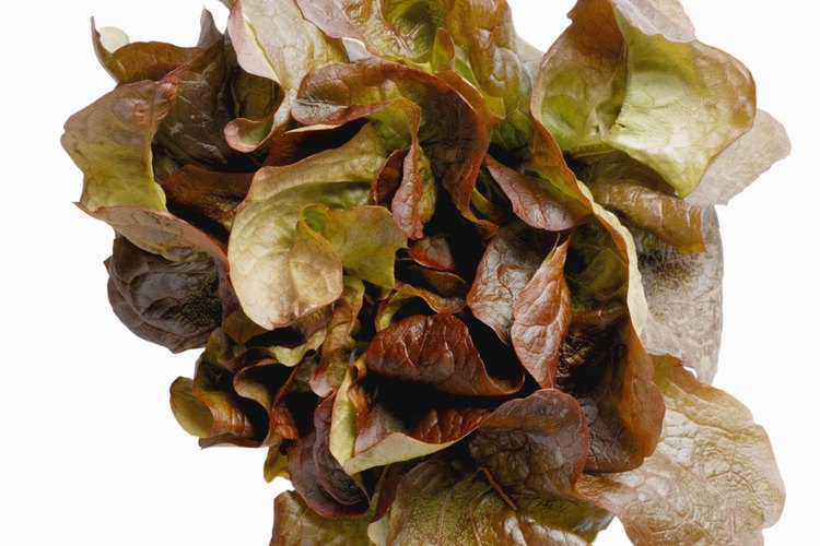 Existen muchas variedades de lechuga.