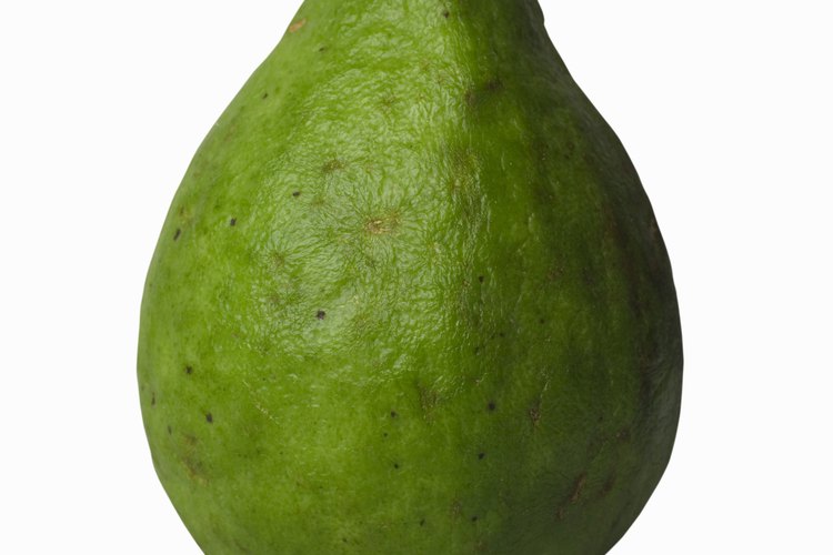 Enraiza los esquejes de tallo de las plantas de guayaba para crear nuevas plantas frutales.