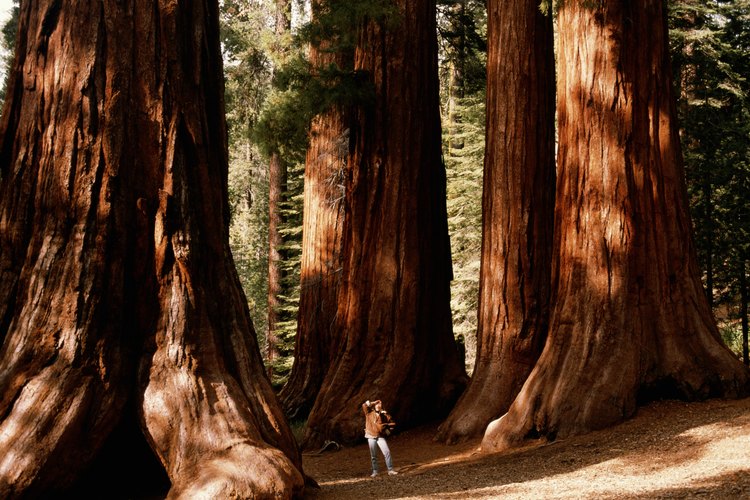 Camina a las cascadas en el Sequoia National Forest.