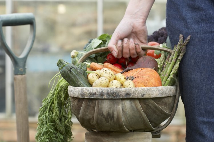 Las calabazas tienen flores masculinas y femeninas en sus viñas.
