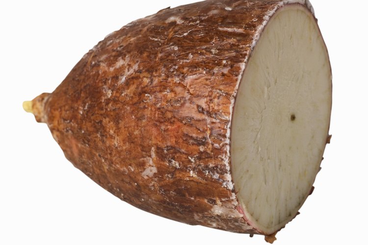 La casava se conoce también como yuca, mandioca o tapioca.