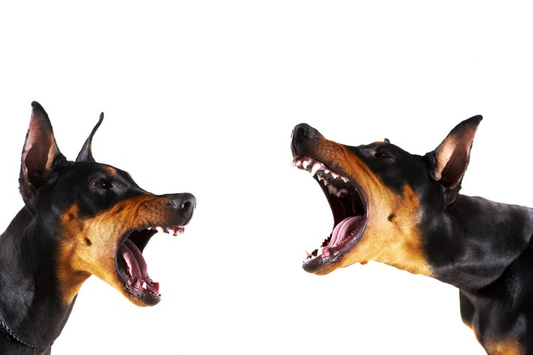 Protégete de perros agresivos.