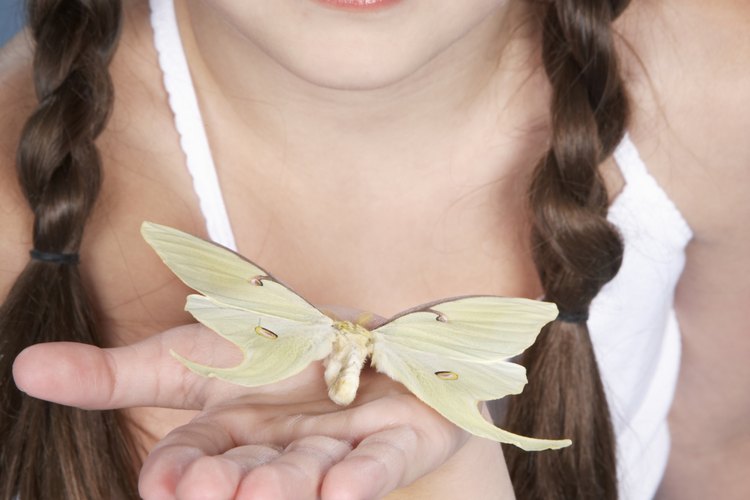 Cuando está terminada, las secciones en bucle de la trenza parecen las alas de una mariposa.