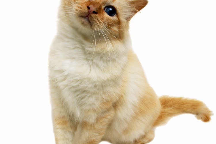 Los gatos aman trepar y ver el mundo desde un punto más alto.